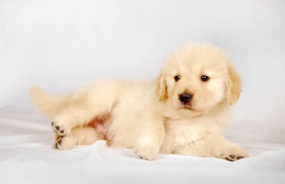 狗狗腎指數過高