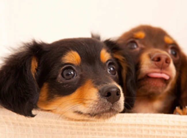 老鼠藥殺狗事件全解析：保護毛小孩的必讀指南