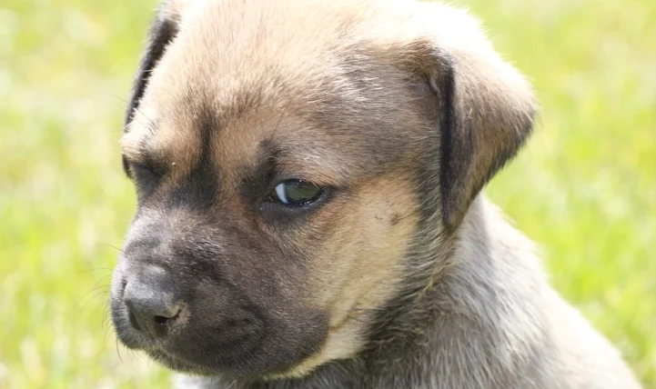 狗狗吃到青葡萄