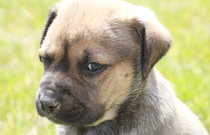 狗狗吃到青葡萄怎麼辦？完整症狀、急救與預防指南