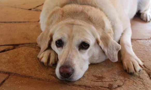 狗的年龄是人的几岁