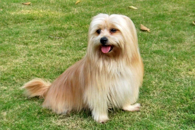 狗狗可以吃車厘茄嗎