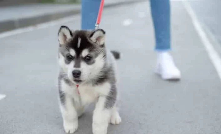 狗狗食物過敏怎麼辦