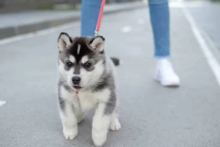 狗狗食物過敏怎麼辦？症狀、診斷與居家護理完整指南