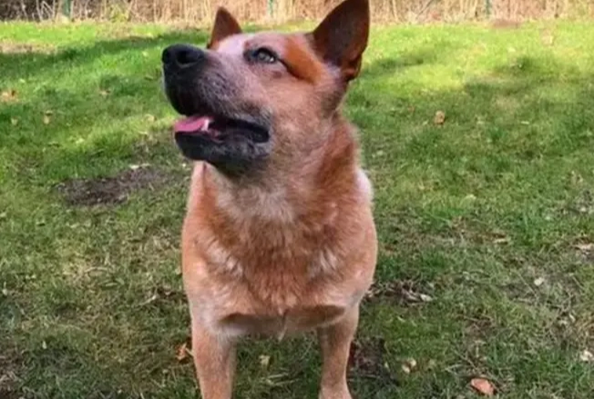 狗肚臍完整指南：護理技巧、健康問題與常見疑問解答