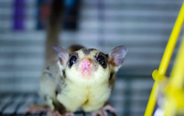 蜜袋鼯年齡計算