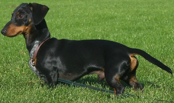 臘腸狗會掉毛嗎