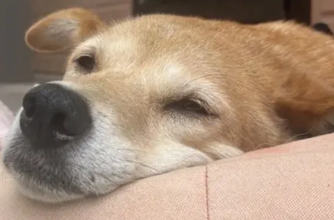 狗狗每天吃紅蘿蔔