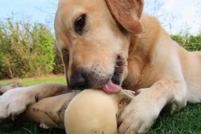 核桃狗狗可以吃嗎