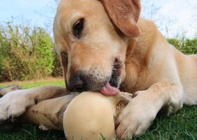 核桃狗狗可以吃嗎？完整解析風險、好處與獸醫建議