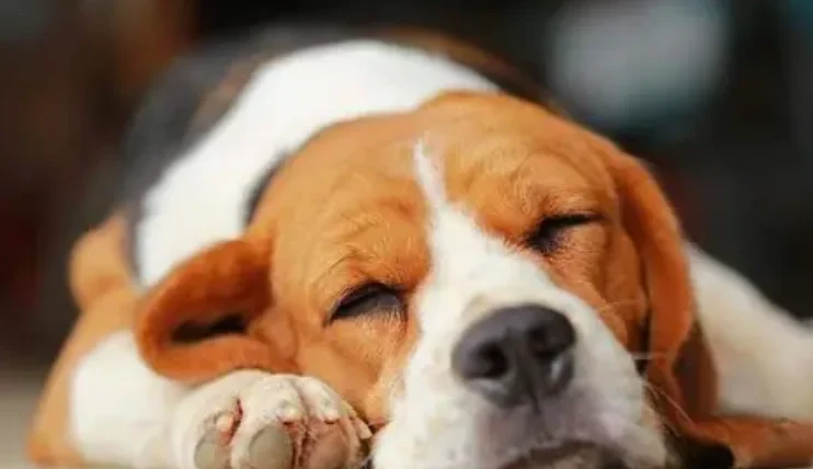 狗狗睡地板好嗎