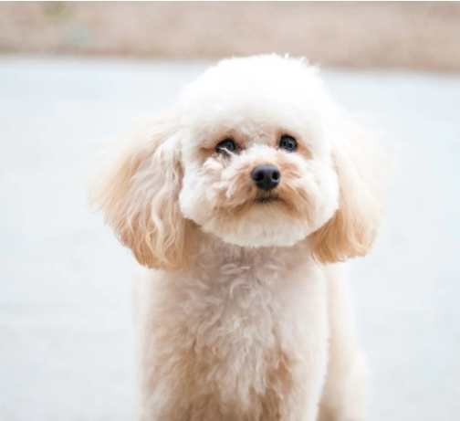 貴婦狗性格全解析：深入瞭解你的優雅伴侶特質與飼養秘訣