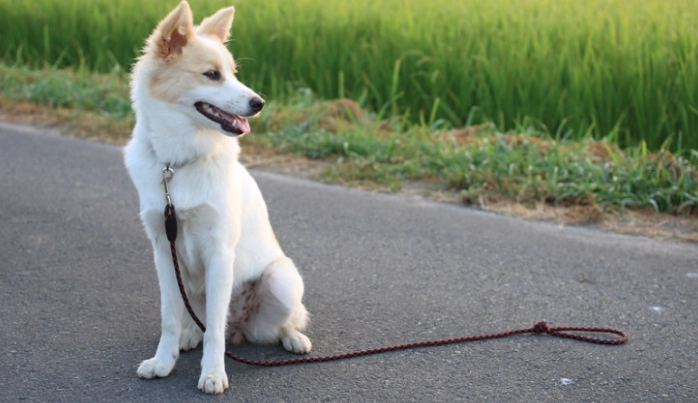 狗狗可以吃昆布嗎