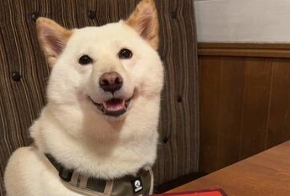 狗狗可以吃糯米嗎