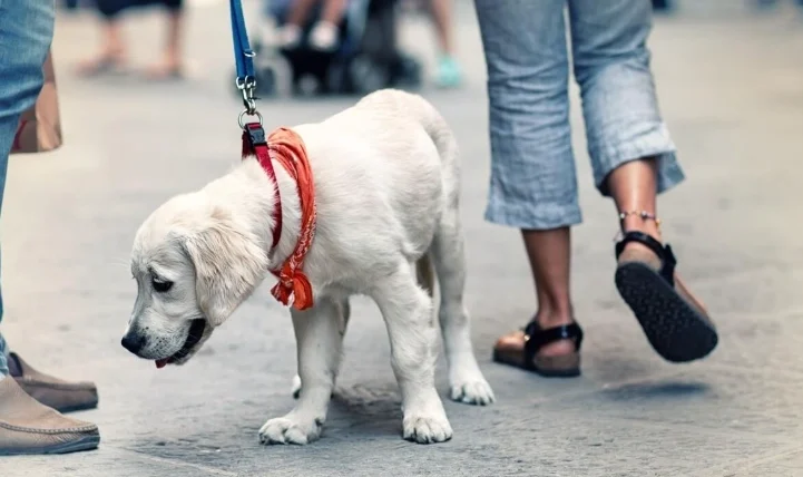 陌生狗狗主動靠近
