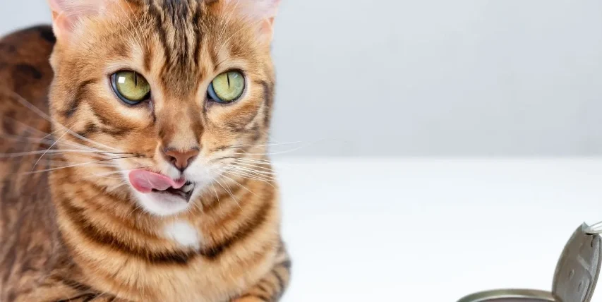 貓可以吃魷魚嗎