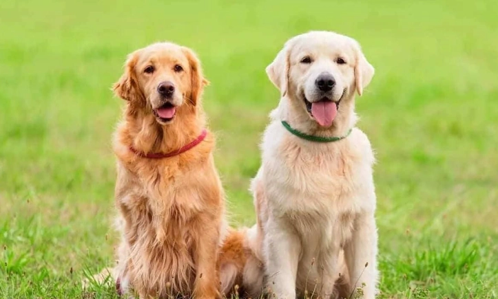 狗狗原地轉圈：行為解析、原因與應對全指南