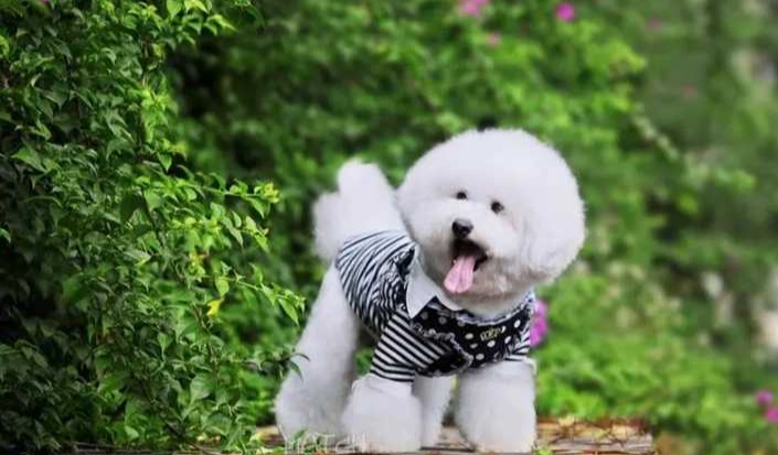 老狗心絲蟲症狀