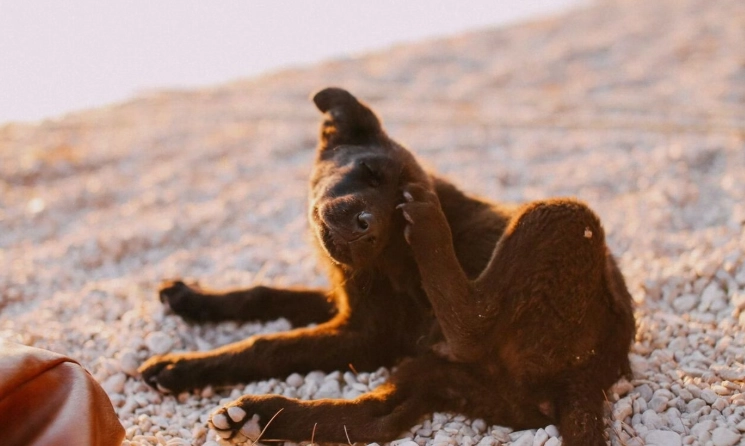 對狗毛過敏藥終極指南：專家推薦與實用選擇技巧