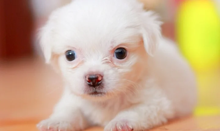 狗狗可以食車厘茄嗎