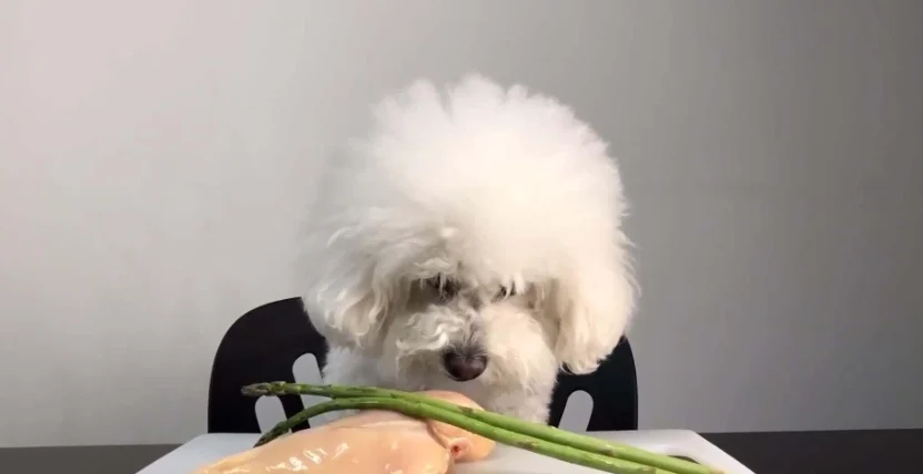 狗可以吃蝶豆花嗎