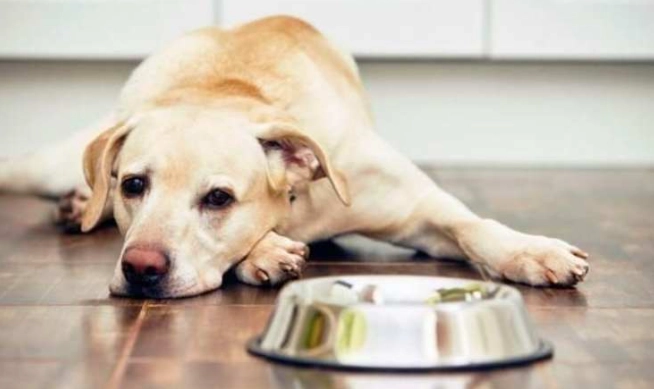 老狗拒絕進食