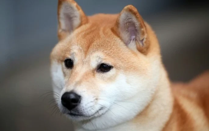 如何幫柴犬刷牙