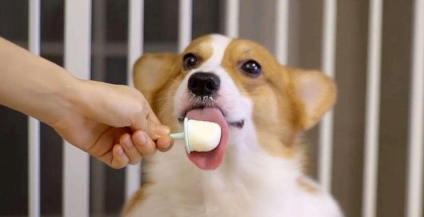 柯基可以吃小番茄嗎？獸醫解析安全餵食指南與風險須知