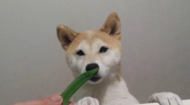 狗狗可以吃秋葵嗎