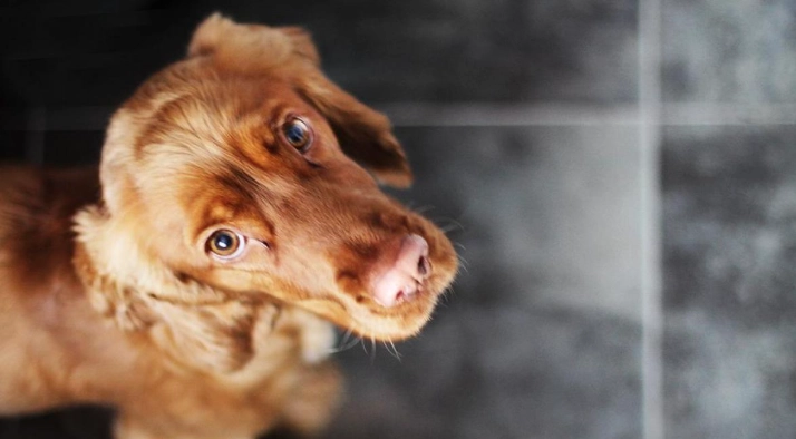 狗狗眼睛有一層透明膜