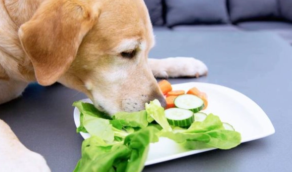 狗可以吃娃娃菜嗎