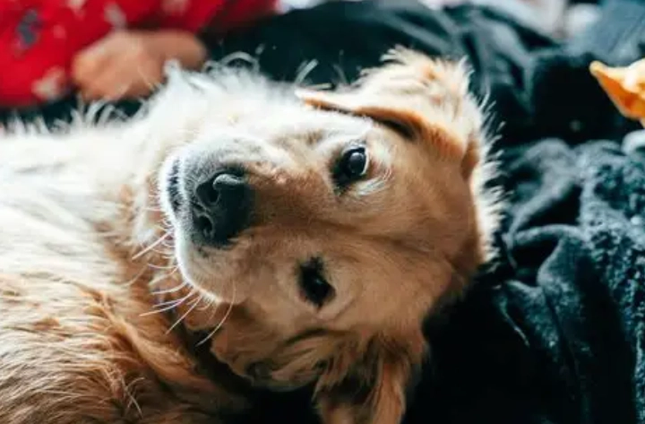 狗狗發抖不吃飯：原因解析、緊急處理與獸醫建議全指南