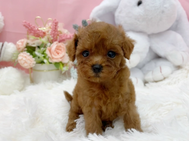 茶杯貴賓飼養全攻略：優缺點、健康照護與選購指南