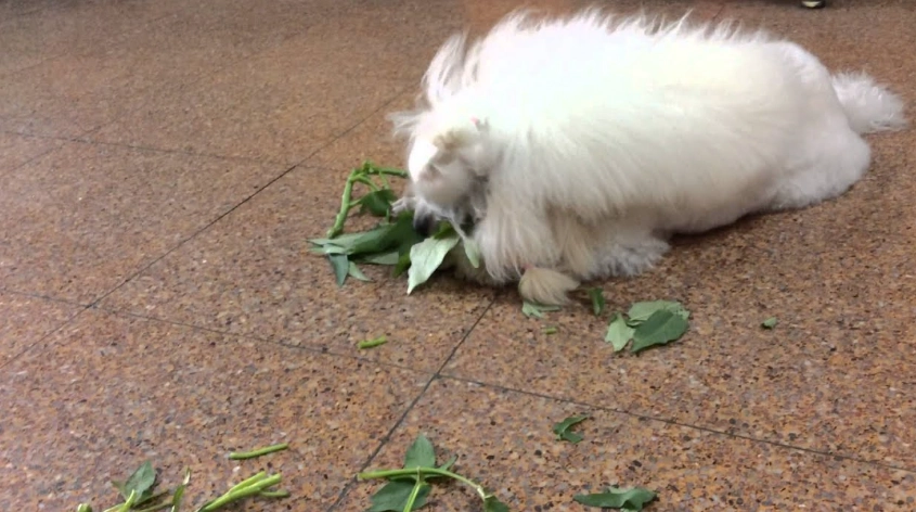 狗地瓜葉全攻略：種植秘訣、營養價值與美味食譜一次看懂