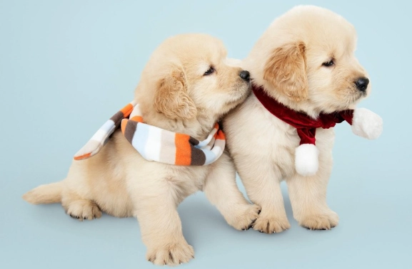 狗狗換牙不舒服