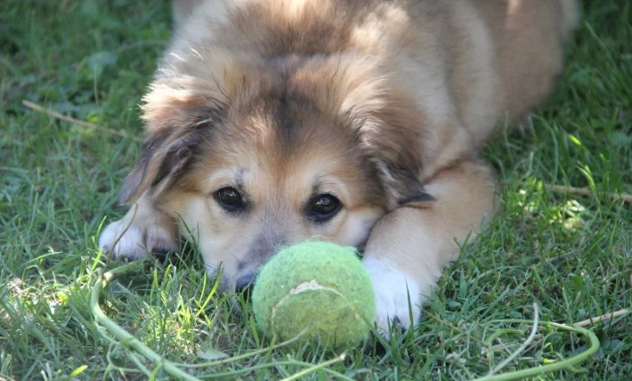 狗狗牙齒快掉了怎麼辦