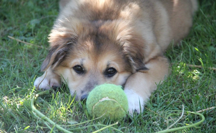 狗狗牙齒快掉了怎麼辦？獸醫親授完整照護指南與常見問題解答