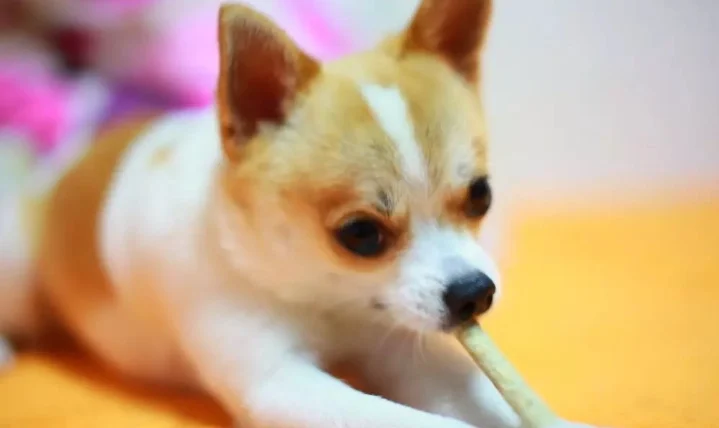 狗狗耳朵發炎原因