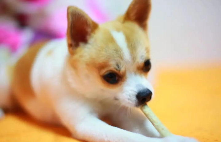 狗狗耳朵發炎原因全解析：從過敏到寄生蟲，一次搞懂