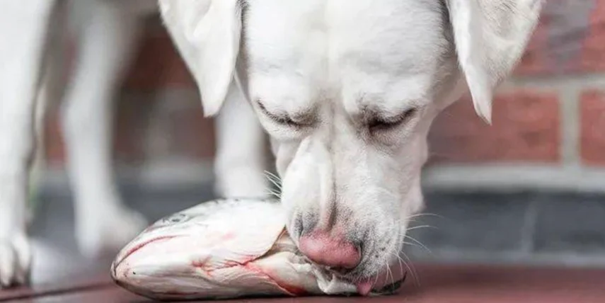 狗可以吃蝦頭嗎