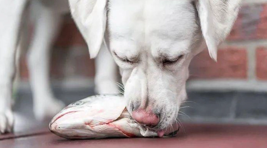 狗可以吃蝦頭嗎？獸醫解析風險與安全餵食全指南