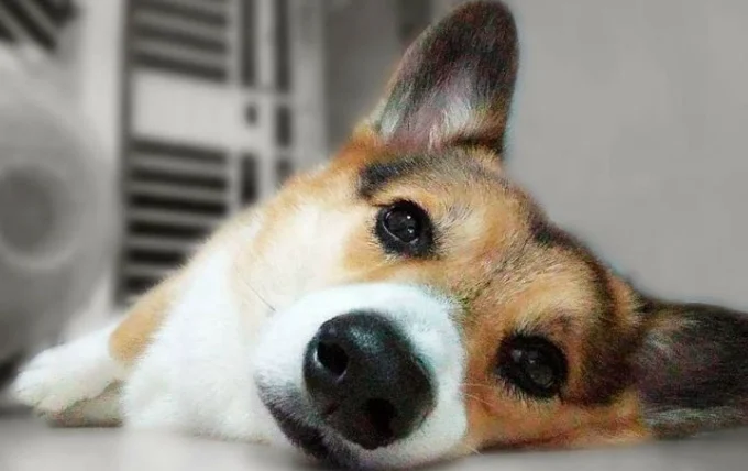 狗狗心臟病藥副作用