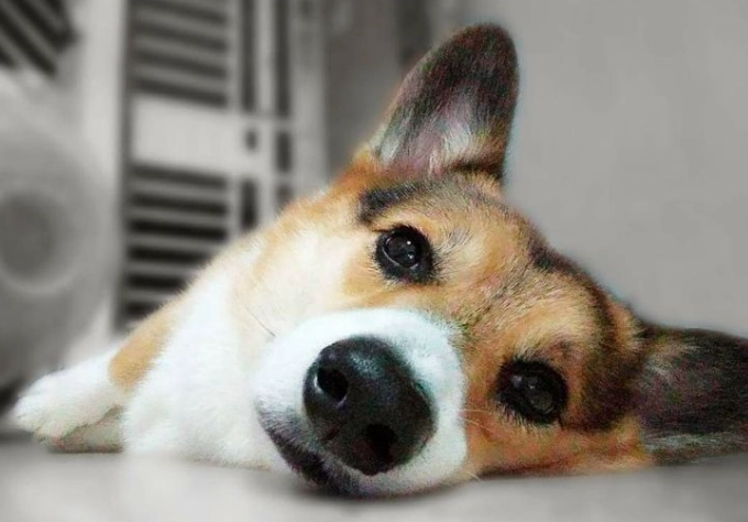 狗狗心臟病藥副作用全攻略：飼主必學的監控與應對技巧