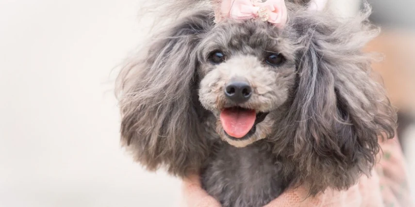 貴賓狗可以吃蝦子嗎