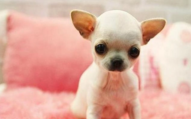 免費認養吉娃娃