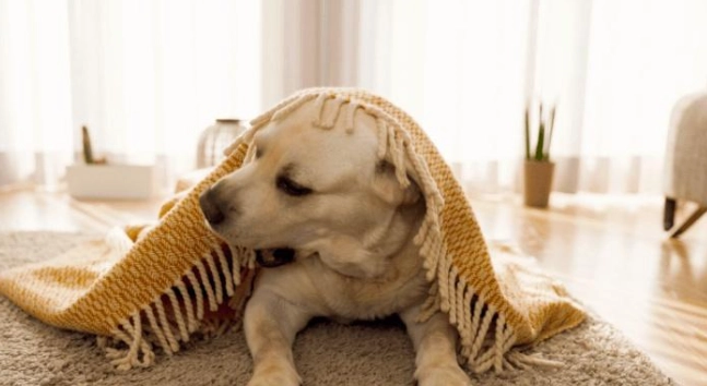 狗狗發抖躲起來