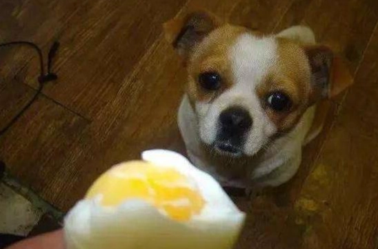 狗吃蛋份量