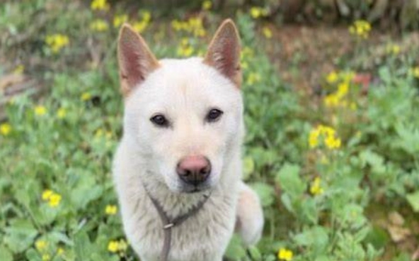 狗可以吃海苔嗎