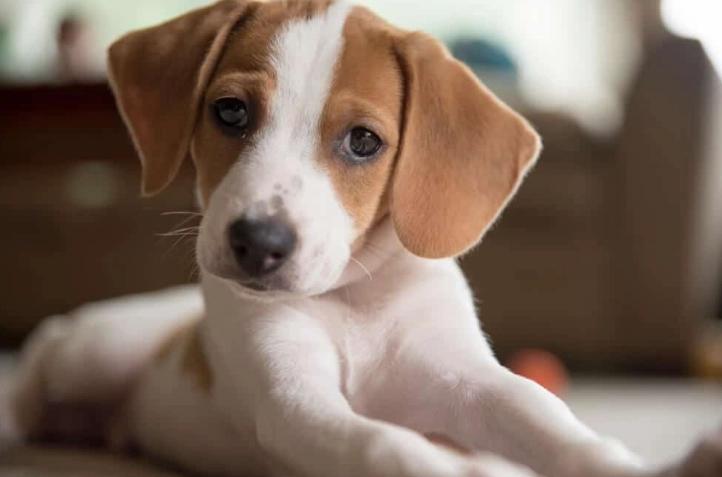 小型獵犬品種全攻略：品種特色、飼養秘訣與常見問題