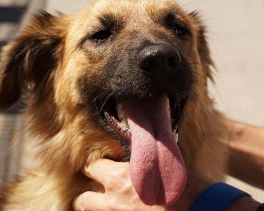 狗 狗 喘的很厲害